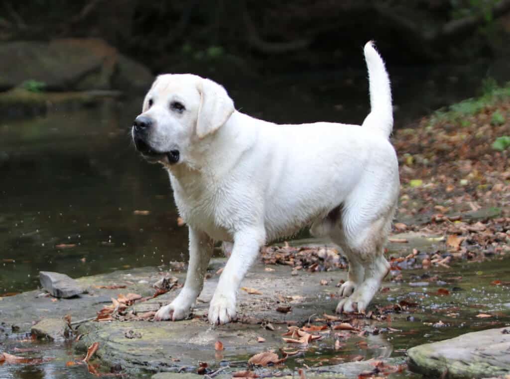 Block headed adult Lab