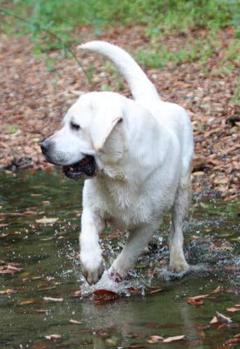 English Labrador playing