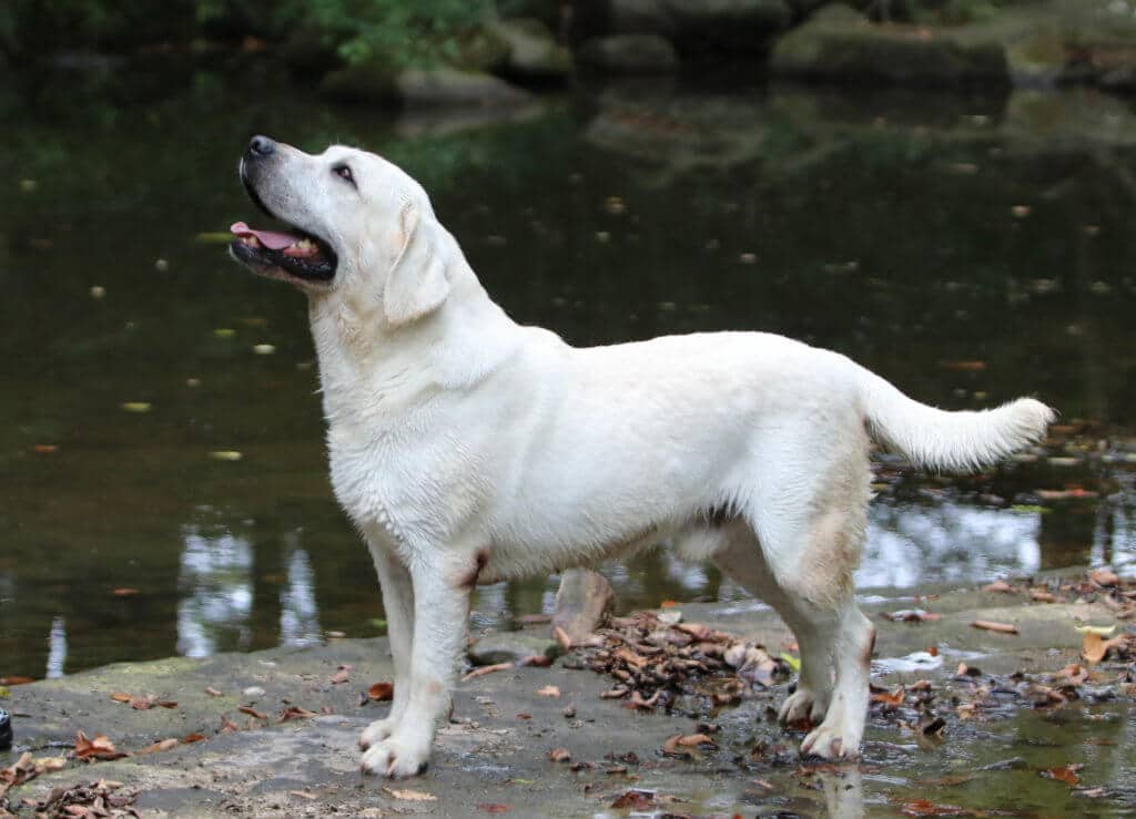 SHow Lab standing