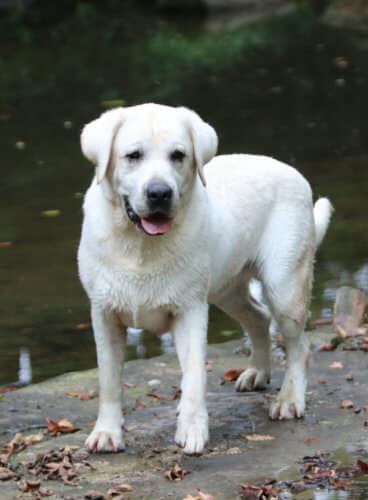 Labrador playing in the creek