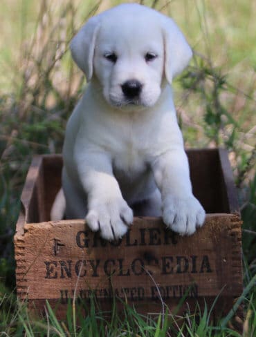 Big paws on a lab puppy