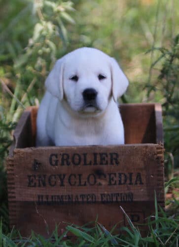 Block headed labrador puppy