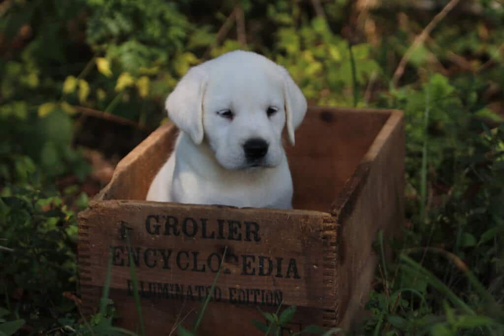 Labrador puppy going to sleep in a wooden box