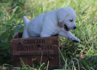 English labrador puppy playing outside