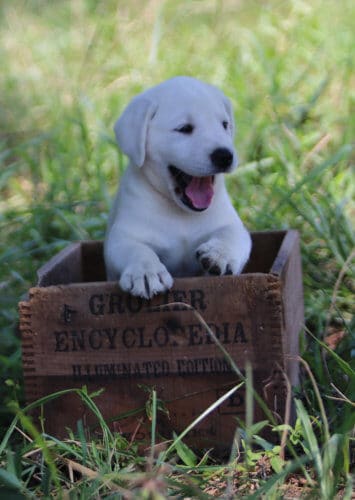 white puppy yawning