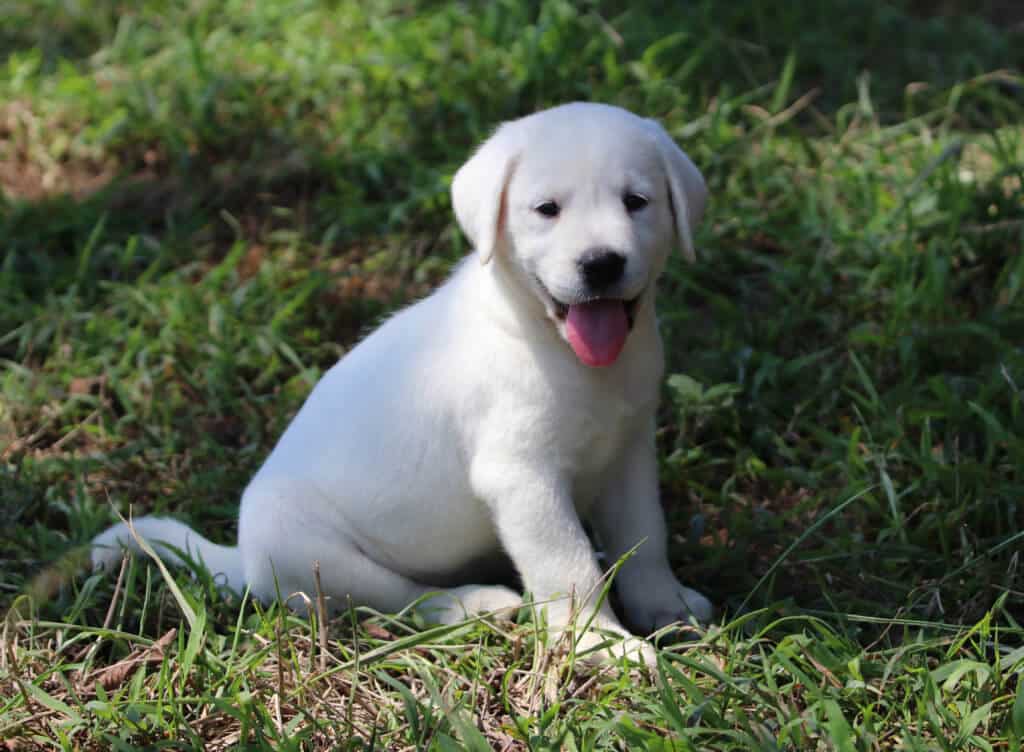 puppy playing in the grass