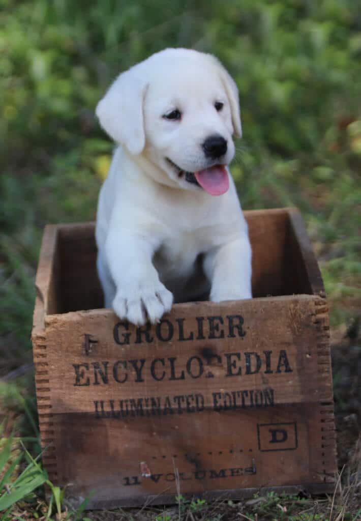 white lab puppy climbing