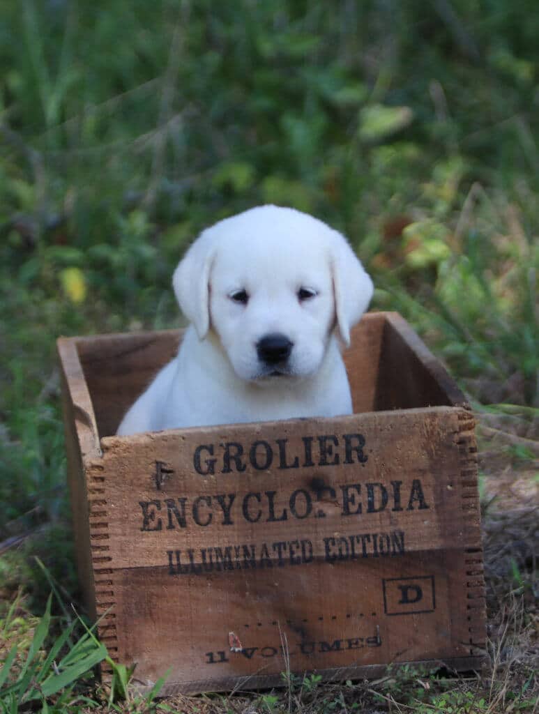 Puppy in wooden box