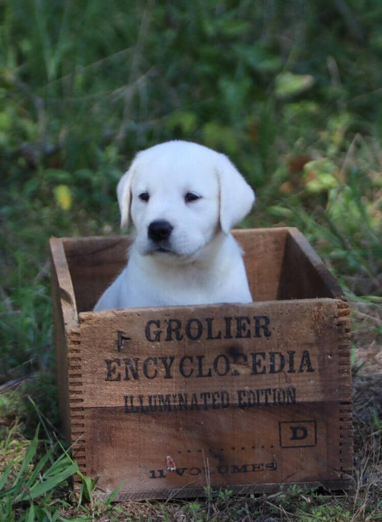 english lab puppy in the grass