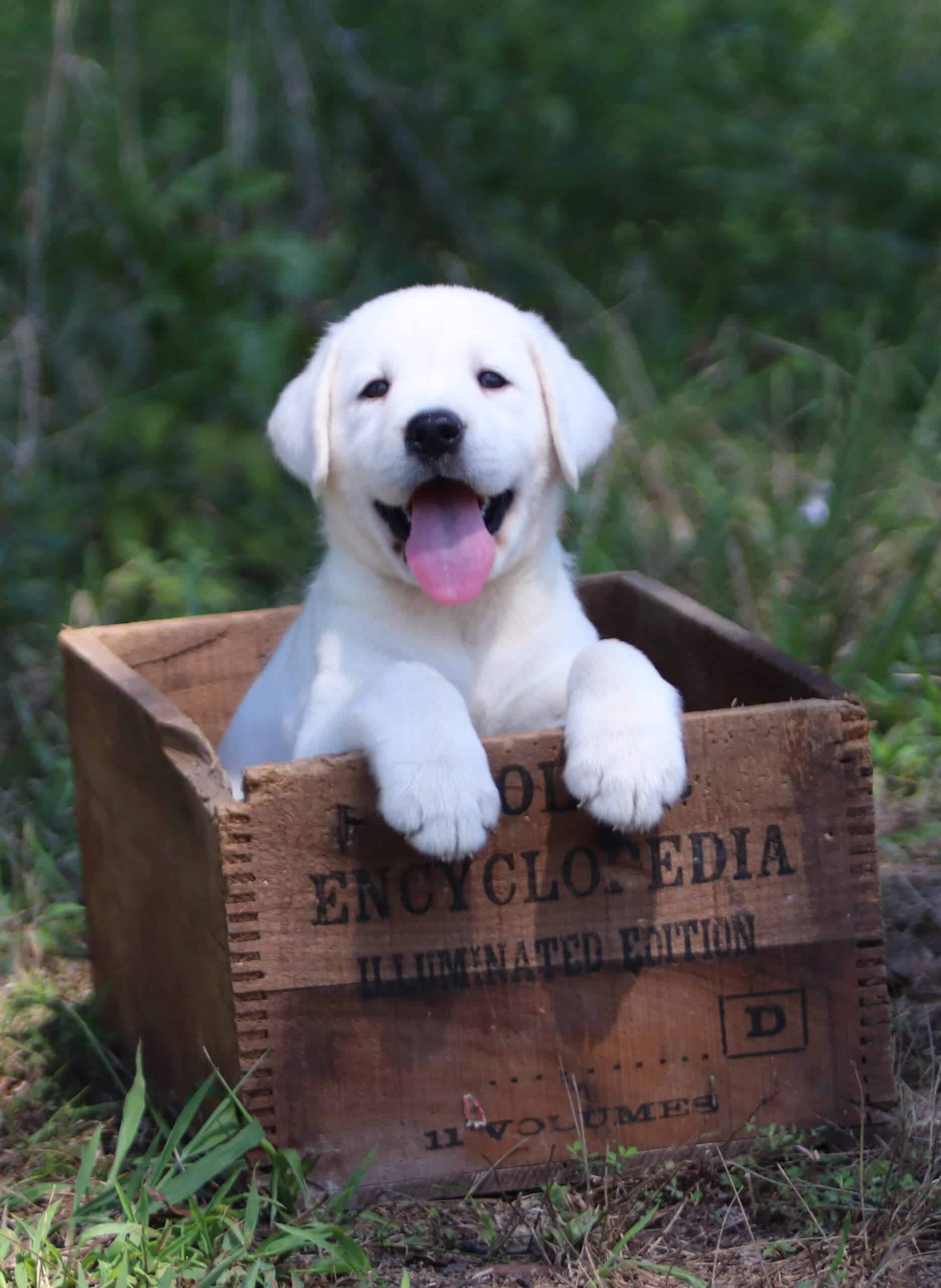 Labrador puppy in a box