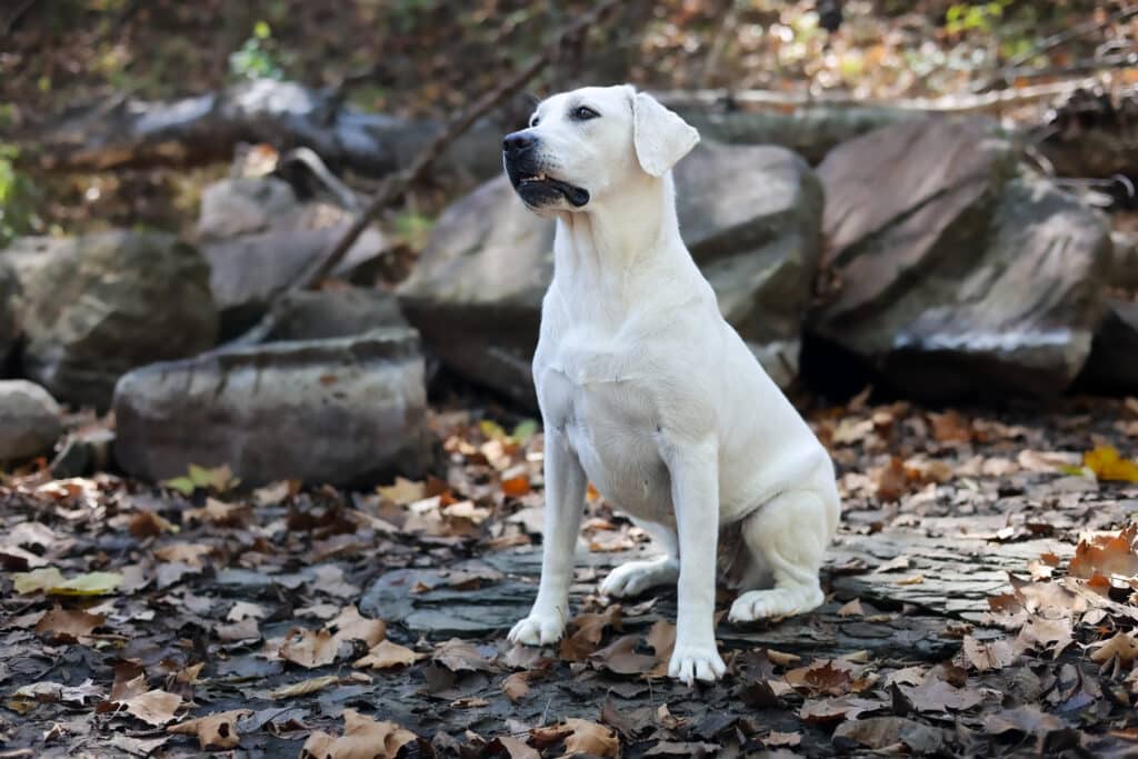 white lab sitting in a creek bed