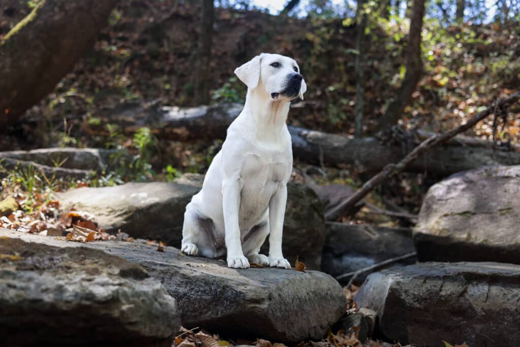 white Labrador on a rock