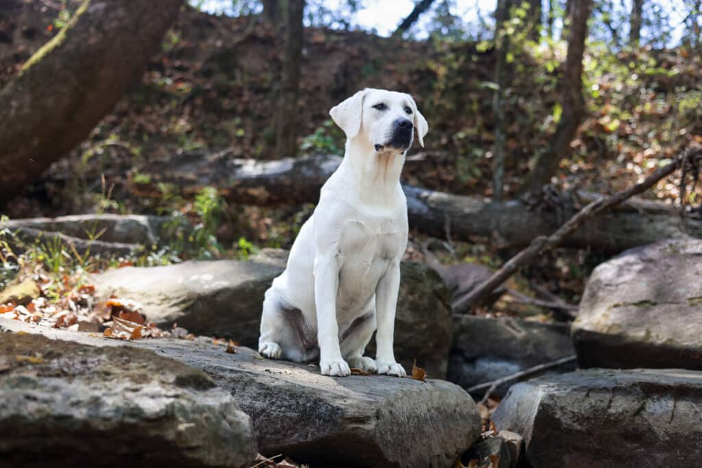white lab sitting pretty on a rock