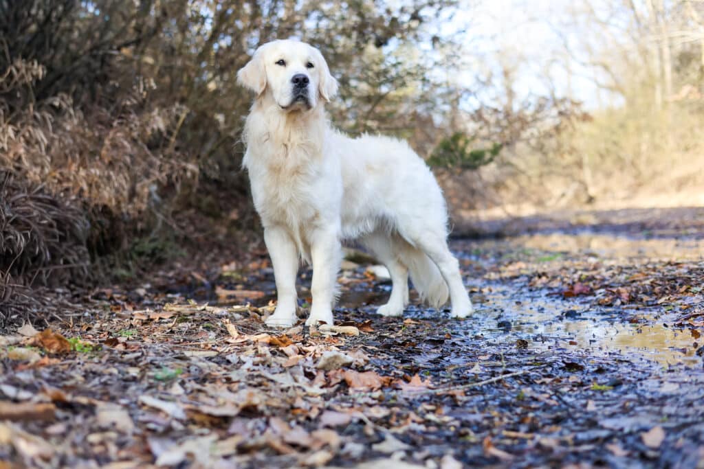 Golden Retriever by the water
