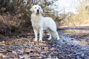 Meet Blanco – The Perfect Blend of Loyalty & Playfulness damhttps://www.snowypineswhitelabs.com/wp-content/uploads/2020/11/Blanco-01-scaled-e1776373893568.jpg