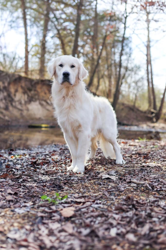 Golden Retriever by the creek
