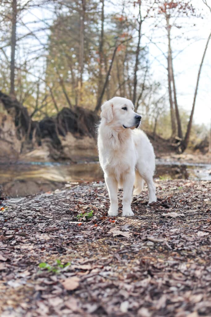 English Cream Golden on a creek bed