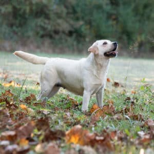 Labrador adult looking at sky