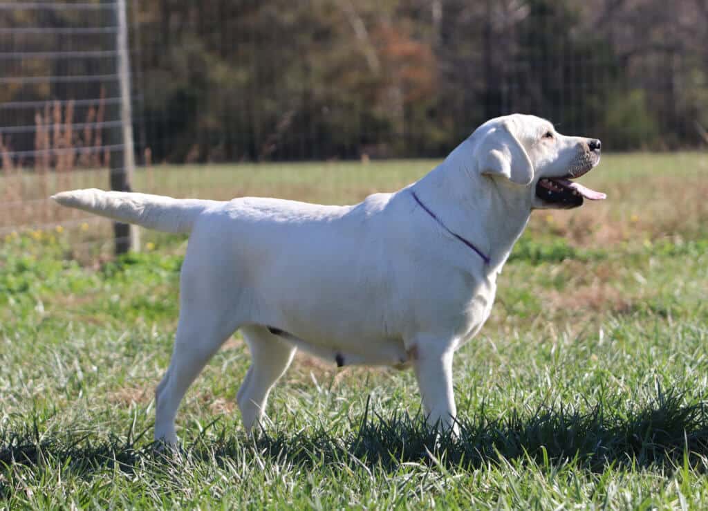 Confirmation labrador standing up