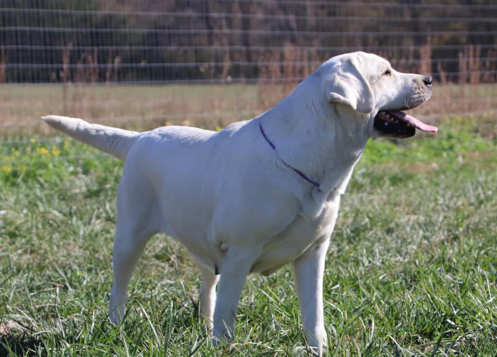 Polar white lab adult