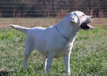 Polar white lab adult