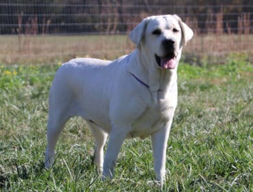 English Labrador standing straight