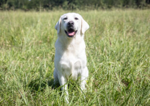 White long haired labrador clearance