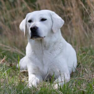 White lab lying in the grass