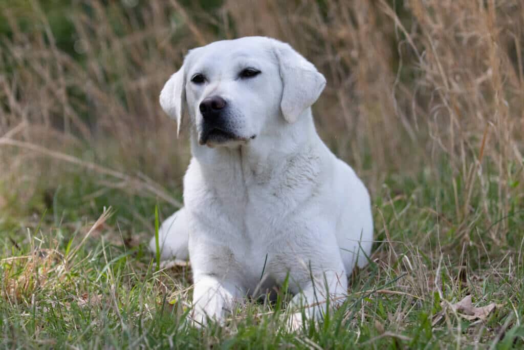 english lab lying in the grass