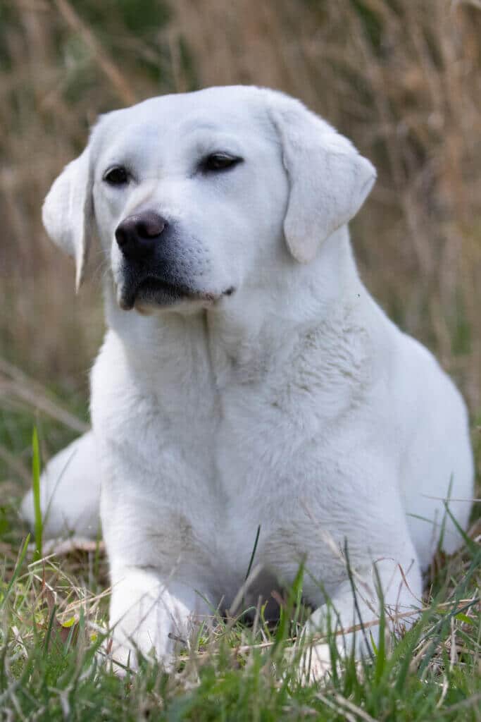 english lab lying in the grass