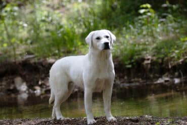 English Lab standing in a creek