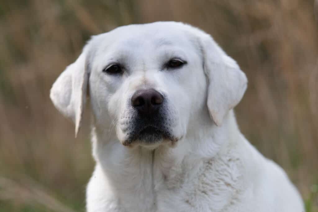 block headed english lab