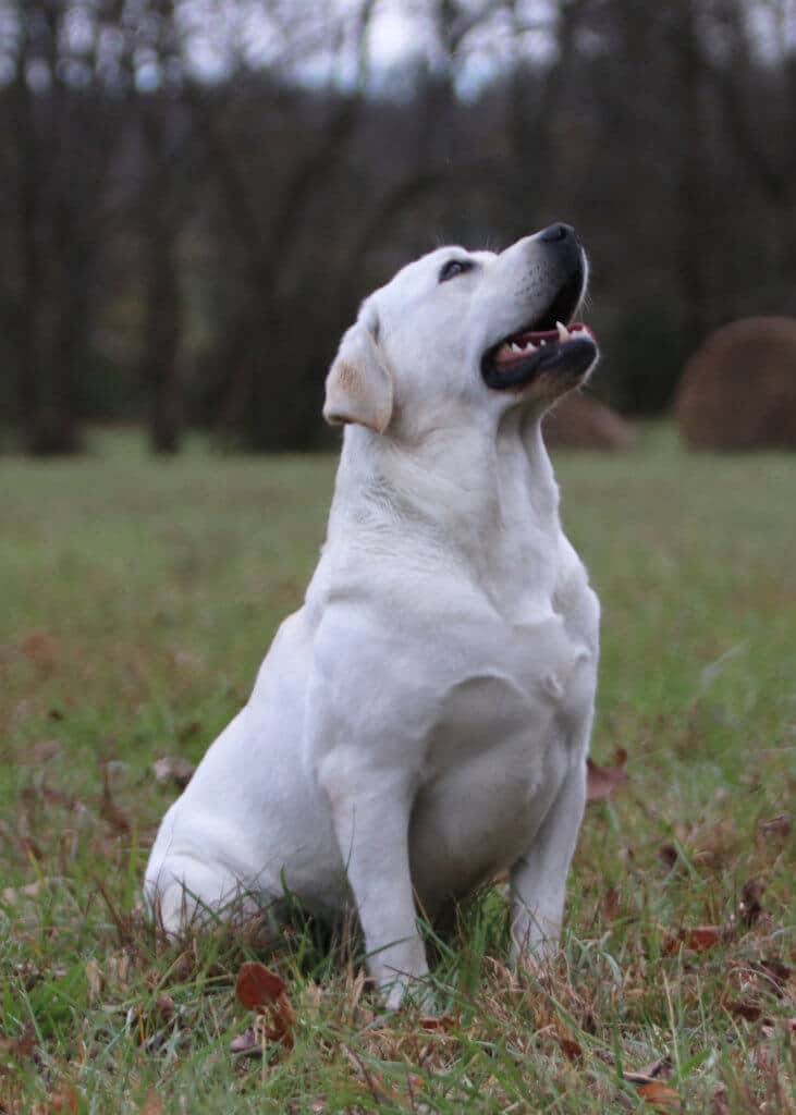 Labrador looking at the sky