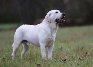 english labrador standing in field