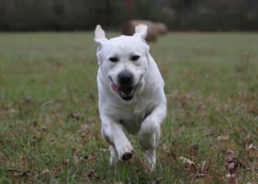 running white lab