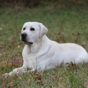 English Lab lying down