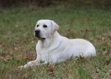 English Lab lying down