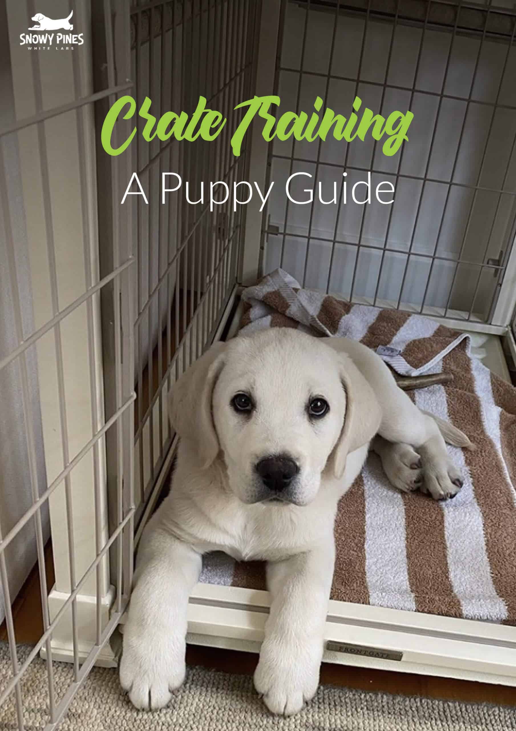 What to Put in Your Puppy's Crate at Night - Orvis News