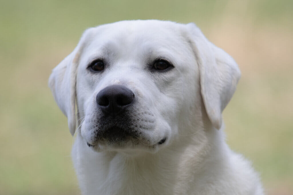 Fluffy deals white lab