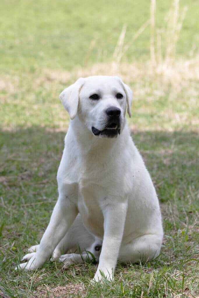 white lab sitting in the yard