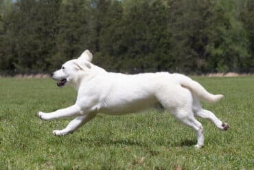 white lab running in the grass