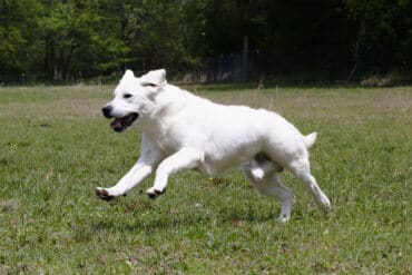 white labrador running through the grass