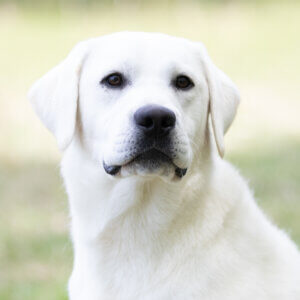 white lab