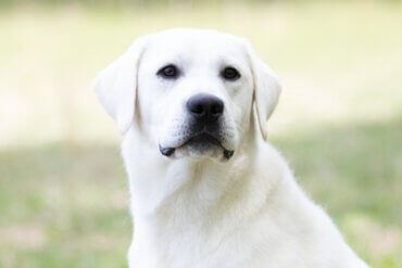 white lab