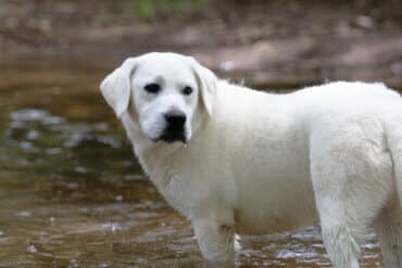 white lab in the water