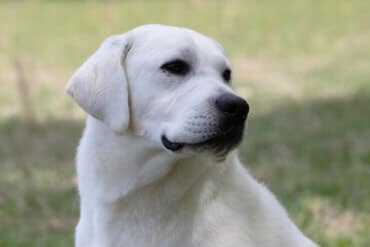 white labrador looking behind him