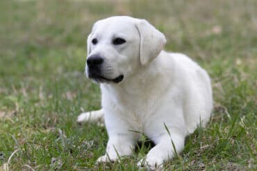 white labrador in the grass