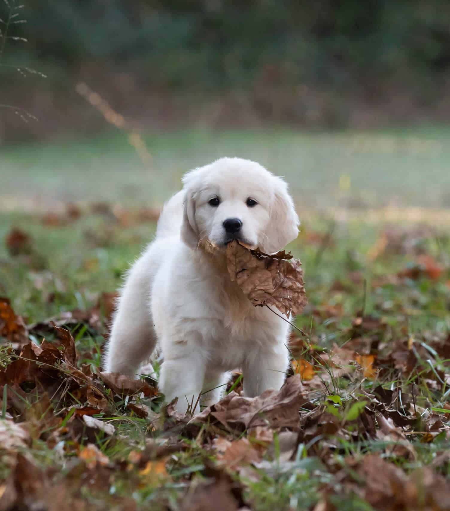 english cream golden retriever with leaf in mouth