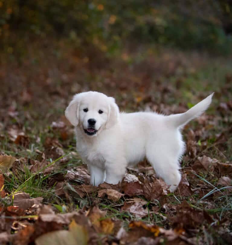 white golden retriever playing in leaves