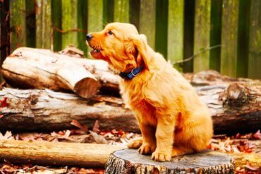 Golden Retriever Howling In the Woods
